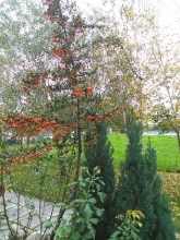 Giardino d'autunno